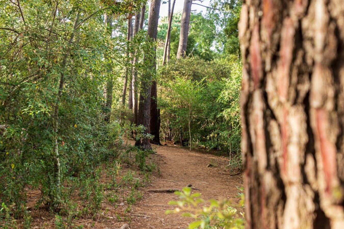 Walking Trail