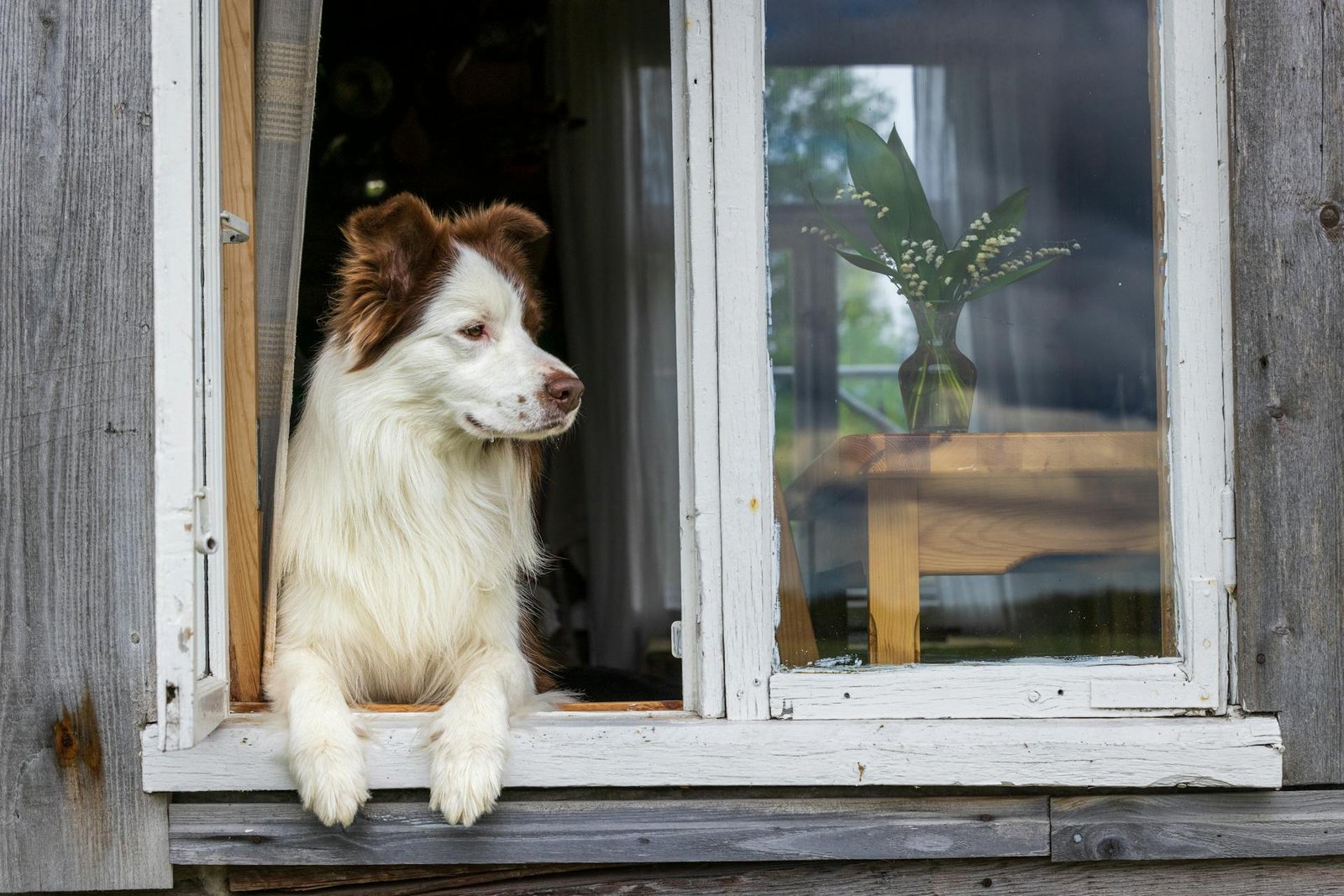 dog-friendly cottage