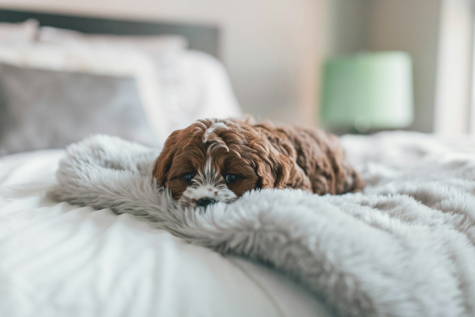 pet-friendly accommodation